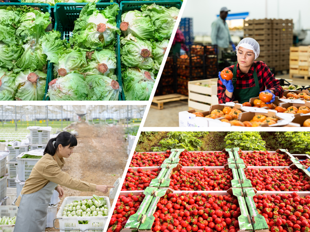 分科会が発足!WG05C 生鮮物流の課題解決に向けた取り組み